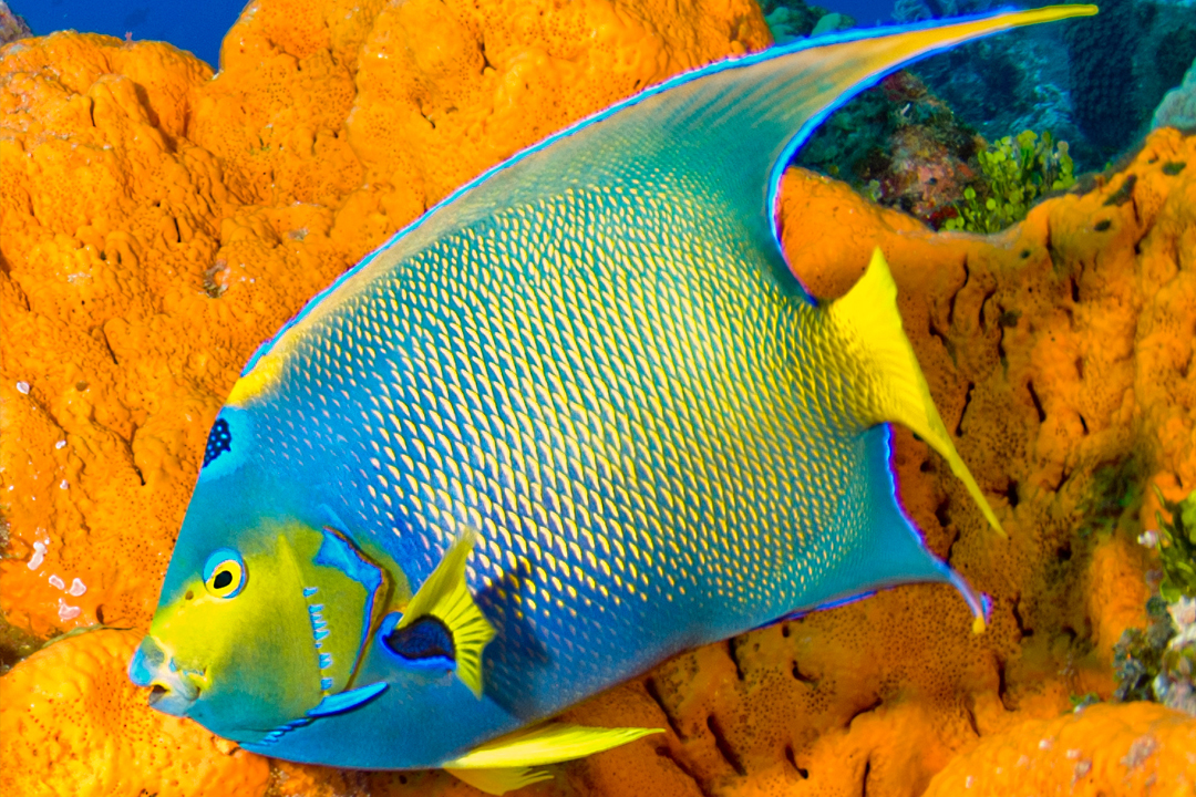 Grand Cayman diving - queen angelfish and sponge